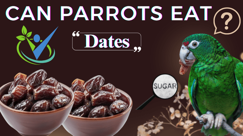 Is Pineapple Safe for Parrots?