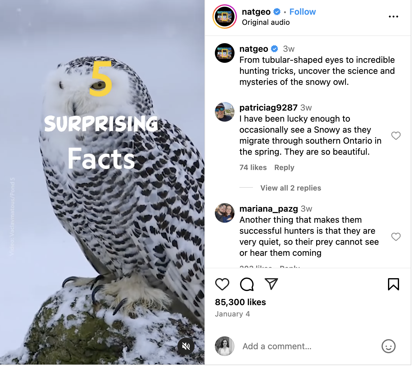 An Instagram Reel from National Geographic about snow owls